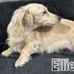 Ellie - Dachshund