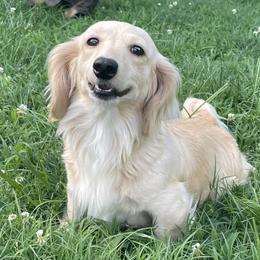 Shug - Dachshund