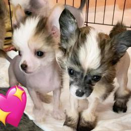 Chihuahua and Chinese Crested Puppies from Western Kentucky Chihuahua’s and Chinese Crested’s