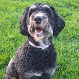 Bernedoodles from Buschur Bernedoodles