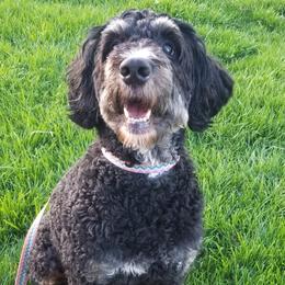 Bernedoodles from Buschur Bernedoodles