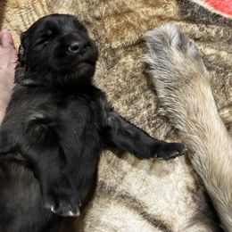 Leonberger Puppies from Desert Magick Leonbergers