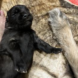 Leonberger Puppies from Desert Magick Leonbergers