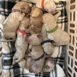 Goldendoodle, Schnoodle, and Sheepadoodle Puppies from Dood Ranch