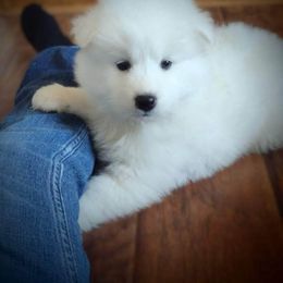 Cocker Spaniel and Samoyed Puppies from Cirkles' Cocker Spaniels