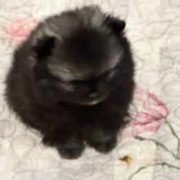 Boy 3 - Pomeranian puppy in Grass Lake, Michigan from Chantilly Lace Poms