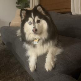 Iggy - Pomsky