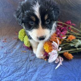 Australian Shepherd and Cavapoo Puppies from Dianne Dubose