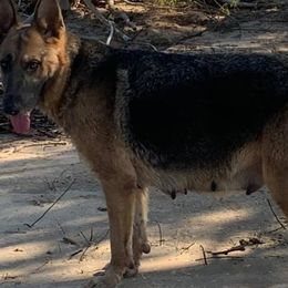 Australian Shepherds and German Shepherds from Bigler Ranch Shepherds