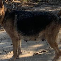 Australian Shepherds and German Shepherds from Bigler Ranch Shepherds