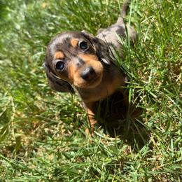 Rose - Dapple female Dachshund puppy in Anderson, California from FiveThreeZeroMiniDachshunds