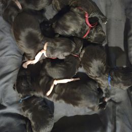 3 - Black brindle Cane Corso puppy in St. Cloud, Florida from Magical Creature Cane Corso