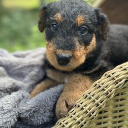 Mr Black - Black and tan male Airedale Terrier puppy in Mooresville, North Carolina from Farm 55