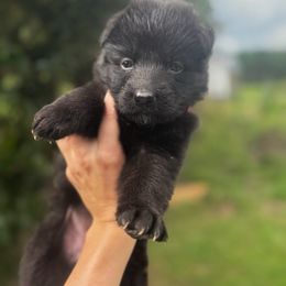 Pink - Black female German Shepherd puppy in Pickens, South Carolina from Von Maqqedah Haus German Shepherds