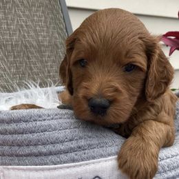 Goldendoodles from Maysdoodles