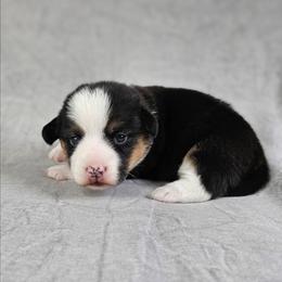 Poppy - Black and tan female American Corgi puppy in Taylorsville, North Carolina from America's Red White and Bluie Corgis