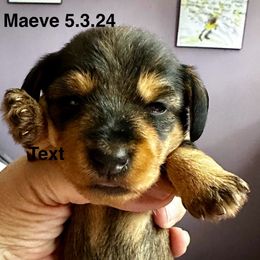 Green - Maeve - Black and tan Dachshund puppy in Henrico, Virginia from RVA Wirehaired Weenies