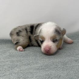 Clover - Blue merle and white female American Corgi puppy in Waco, Texas from The Comma Corgis