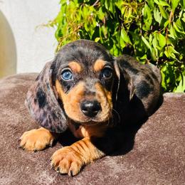 Dachshund All Grown Up from Dachshund house