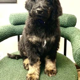 Goldendoodle Puppies from Solis Goldendoodles