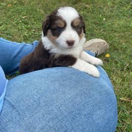 Red tri female - Red tri female Toy Australian Shepherd puppy in Hillsboro, Illinois from Shoal Creek Puppies