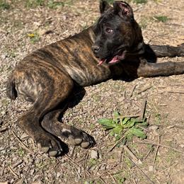 Chester - Chestnut brindle male Cane Corso puppy in Big Stone Gap, Virginia from Montanaro Cane Corsos