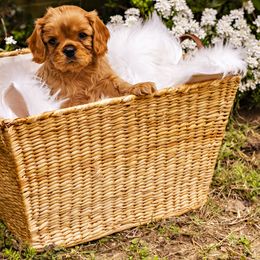 Cavalier King Charles Spaniel puppies from Carolina Cavaliers