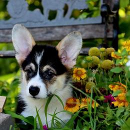 Blossom - Black and tan female Pembroke Welsh Corgi puppy in Pollock, Missouri from Northstar