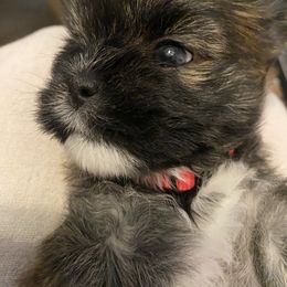 Lhasa Apso Puppies from Lhasa Apso Doggy Stylez Fl