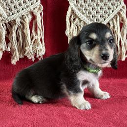 Indigo - Black and cream male Dachshund puppy in Lincoln, Arkansas from Red Dirt Dachshunds