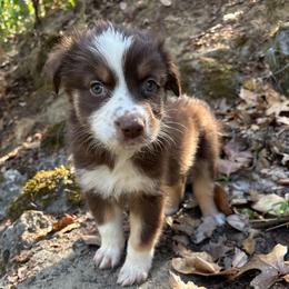 Mary-Ann - Red tri-color female Australian Shepherd puppy in Grants Pass, Oregon from Carmel Mountain Aussies