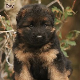 Ray - Black and red female German Shepherd puppy in Herriman, Utah from VMS Shepherds