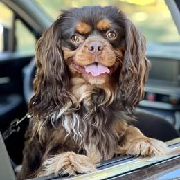 Lucky - Cavalier King Charles Spaniel