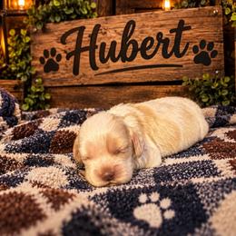 Hubert - Buff and white male Cocker Spaniel puppy in Clinton, Oklahoma from Enchanted Spaniels