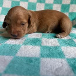 Green collar boy - Red male Dachshund puppy in Eustis, Florida from K8’s Dachshunds