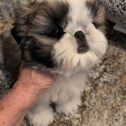 Boy 1 - Gold and white male Shih Tzu puppy in Pleasant Hill, Missouri from Misty Dajavue Shih-Tzu