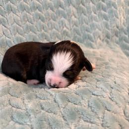 Cherry pie - Black tri female Miniature American Shepherd puppy in Groesbeck, Texas from Epic Miniature American Shepherds