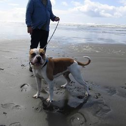 Dozer - American Bulldog