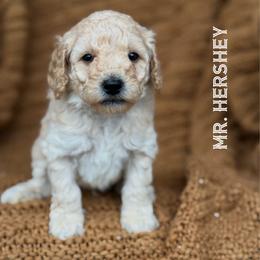 Mr. Hershey - Cream male Goldendoodle puppy in Sacramento, California from Dandy Doodles Goldendoodles