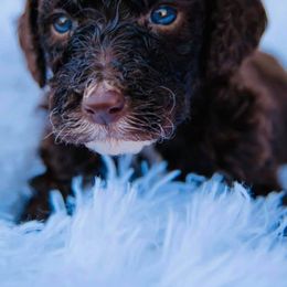 Bernedoodles, Labradoodles, and Poodles from New life kennels