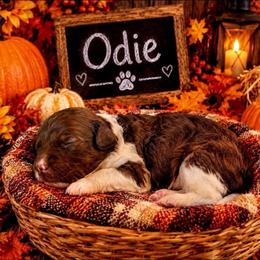 Odie - Brown and white male Cockapoo puppy in Lebanon, Kentucky from Mosaic Merle Doodles