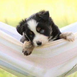 Miniature Australian Shepherd and Toy Australian Shepherd Puppies from Sanative Homestead
