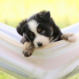 Miniature Australian Shepherd and Toy Australian Shepherd Puppies from Sanative Homestead