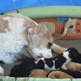 Brown - Parti male Goldendoodle puppy in Indian Mound, Tennessee from Dana Walters