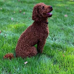Bernedoodle, Goldendoodle, and Poodle All Grown Up from Good Dog Doodles