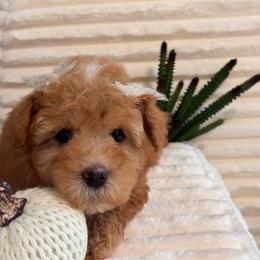 Girl 3 - Red female Maltipoo puppy in Bakersfield, California from Silvia's Maltipoos