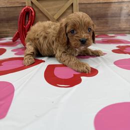 Diana - Red female Cavapoo puppy in Beresford, South Dakota from DAKOTA DOOD RANCH