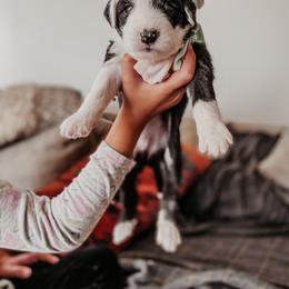 Sheepadoodle Puppies from DOODCompany