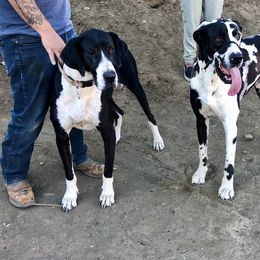 Dachshunds and Great Danes from KIAYA BUTLER