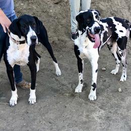 Dachshunds and Great Danes from KIAYA BUTLER